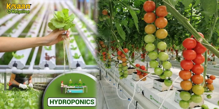 कम पानी और मिट्टी के बिना भी संभव है खेती, जानिए इस तकनीक के बारे में कम पानी और मिट्टी के बिना भी संभव है खेती, जानिए इस तकनीक के बारे में